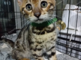 7 amazing Bengal kittens for sale  4 now sold