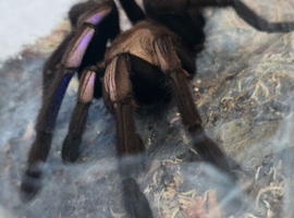 AF PAIRED/MATED Chilobrachys Natanicharum tarantula