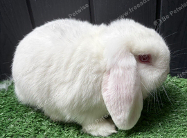 Mini lop buck available now