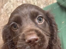 Beautiful 8 week old cocker spaniel puppies