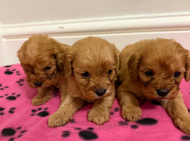 F1 Cavapoo Puppies for sale