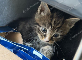 3 tabby kittens