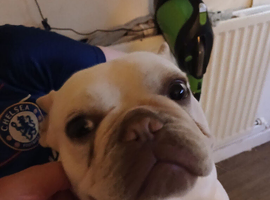 French bull dog bitch