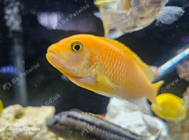 Red zebra Cichlids