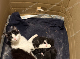 Beautiful playful kittens