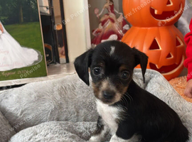 Parson russell cross chihuahua puppy for sale