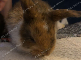 Last 2beautiful buns
