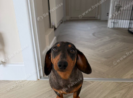 7 month old miniature Dachshund