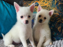 Chihuahua puppies ready now 2 males