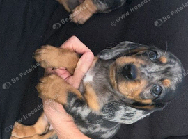 I have boys and girls silver dapple dachshunds