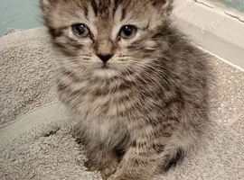 Maine Coon x Ragdoll kittens ready now
