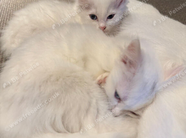2 White Kittens for Sale