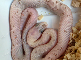 Palmetto Het Hypo 66%caramel 50%amel Anery Motley Red Coat Sunkissed