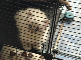 Ragdoll
