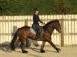 Super sweet safe mare looking for her new family