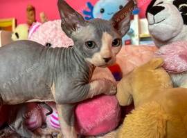 Beautiful Sphynx Kittens - Ready 5th October
