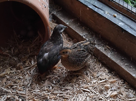 Chinese painted quail hatching eggs