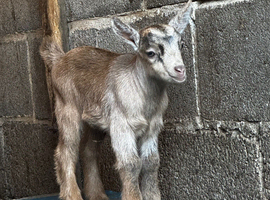 Beautiful Pygmy goats