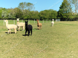 Alpaca