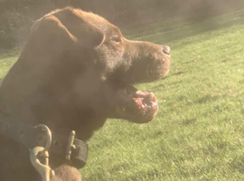 Chocolate patterdale
