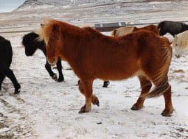 Icelandic horse
