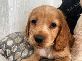 Adorable show cross cocker spaniel puppies