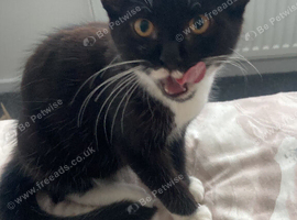 Male kitten