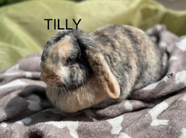 Lop female