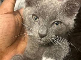 Kittens