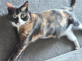Female cat 19 months old
