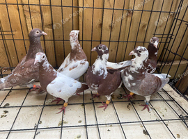 Muleuman races pigeons for sale in Birmingham