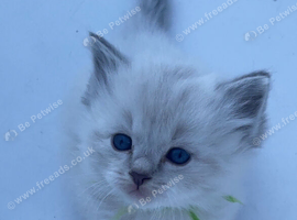 Beautiful Ragdoll Kittens