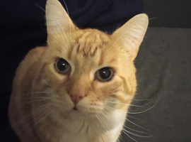 Cat needing to be rehoused