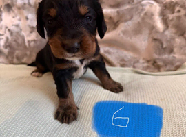 8 cocker spaniel puppies for sale
