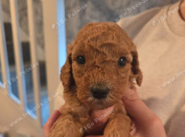 F1B Cockapoo puppies
