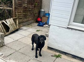 Cane corso for rehome.