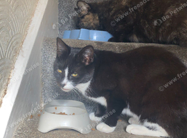 1 yr old female tuxedo cat spayed and chipped