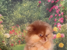 Pretty Pom Puppies READY TO LEAVE