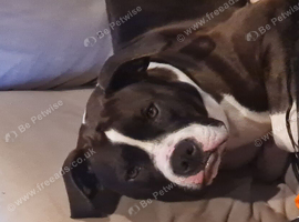 American bully