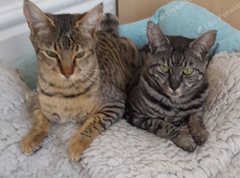 Full Pedigree TICA Registered Savannah Girl Cat