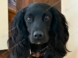 Handsome Henry