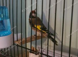 Male goldfinch 2024