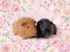 2 female guinea pigs