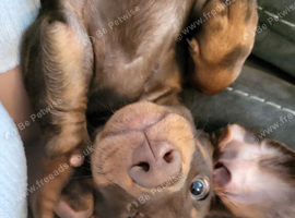 Male chocolate tan