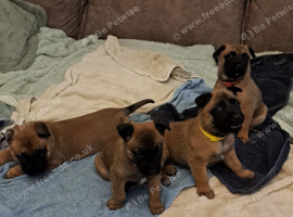Big chunky Belgian Malinois  puppies for sale