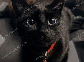 Five beautiful kittens ready for their forever loving homes