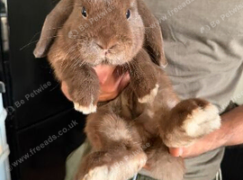 Beautiful Brown Bunny