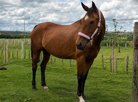 15.2 8 year old mare