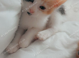 Loving kittens looking for forever homes