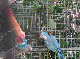 Blue Quaker part male